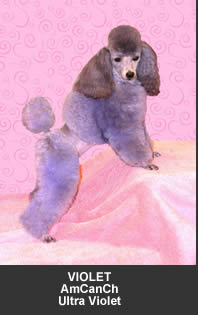 Happy valley tiny toy hot sale poodles