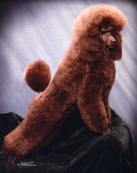 Show toy poodle breeders sale