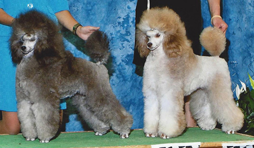 toy poodle silver beige phantom