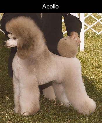 Kennel club outlet miniature poodle