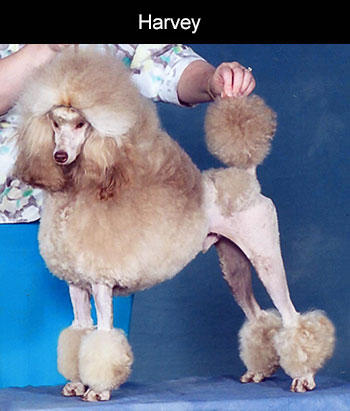 Champion miniature poodle clearance breeders