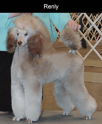 Silver beige poodle store puppy