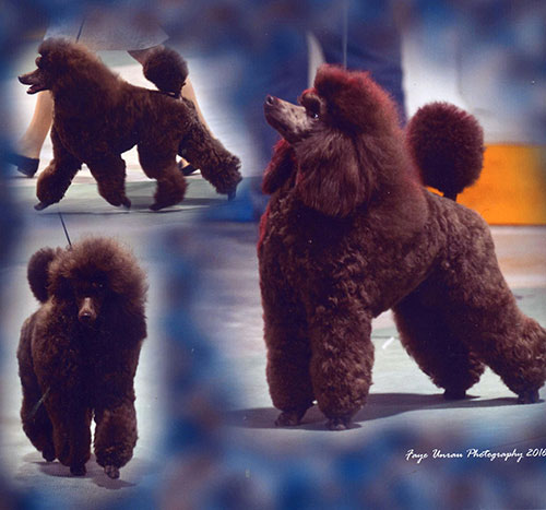 retired miniature poodles for sale