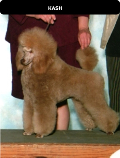 Champion miniature poodle breeders sale