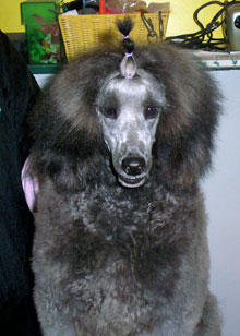 Grey mini hot sale poodle