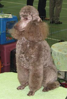 Silver miniature poodle puppies for clearance sale