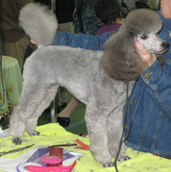 gray mini poodle