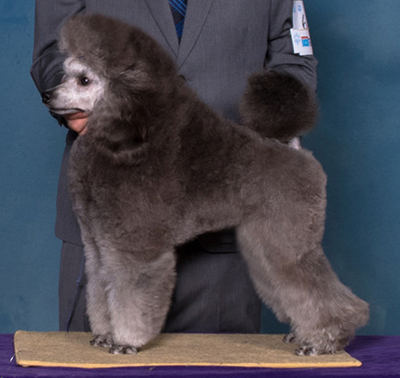 Toy hotsell poodle kennel