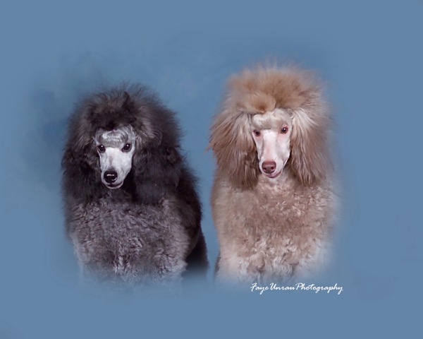 Blue miniature clearance poodle