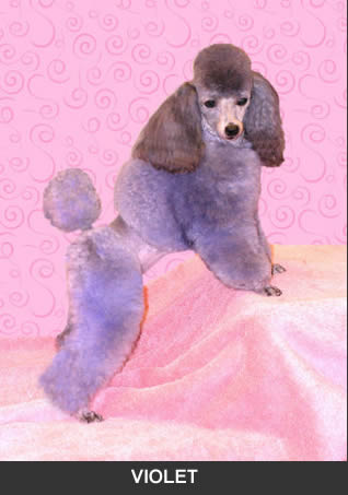 Silver teacup poodles for hot sale sale