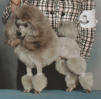 Silver beige toy store poodle